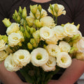Hybrid Lisianthus-Arena III Gold