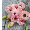Hybrid Lisianthus- Arena III Apricot