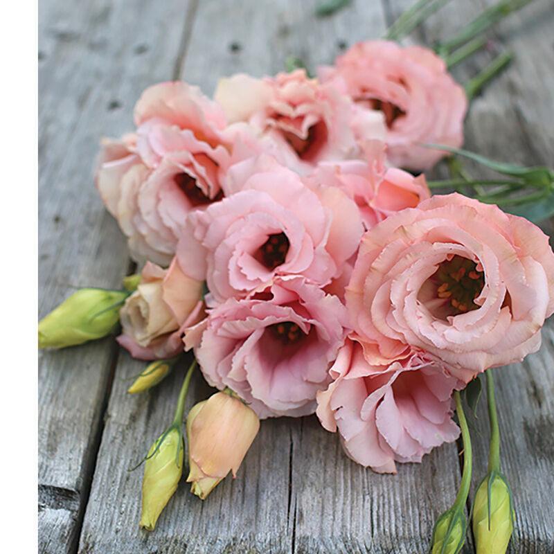 Hybrid Lisianthus- Arena III Apricot