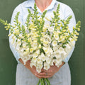 Hybrid Foxglove-Camelot White