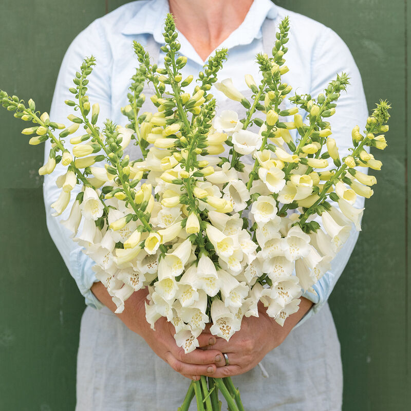 Hybrid Foxglove-Camelot White