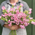 Hybrid Campanula-Champion II Pink