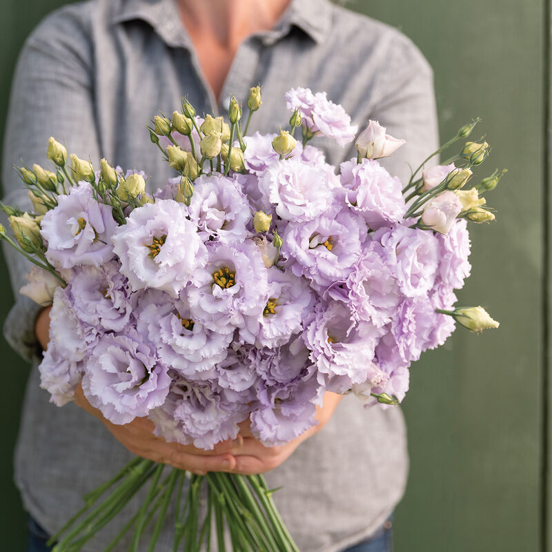 Hybrid Lisianthus- Voyage II Lavender