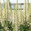 Hybrid Digitalis-Camelot Cream