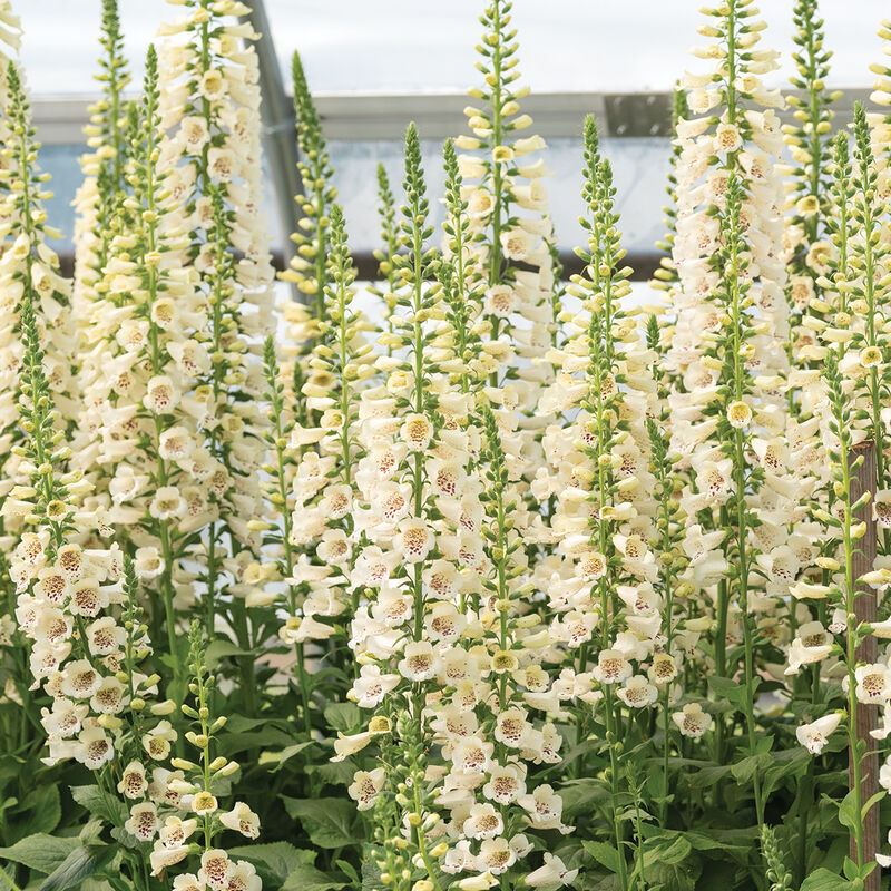 Hybrid Digitalis-Camelot Cream