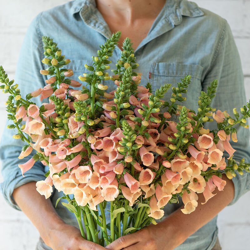 Hybrid Digitalis-Peach Dalmation