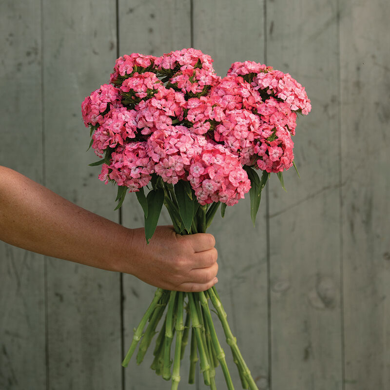 Dianthus-Barcelona Pink