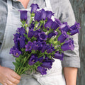 Hybrid Campanula- Champion II Deep Blue