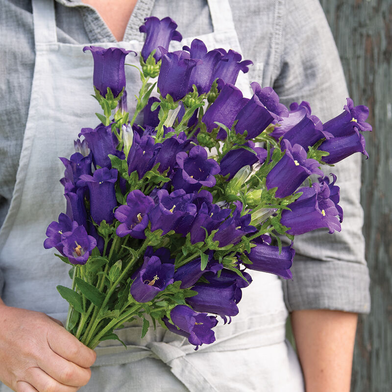 Hybrid Campanula- Champion II Deep Blue