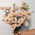 Hybrid Lisianthus-Lisadora Apricot III