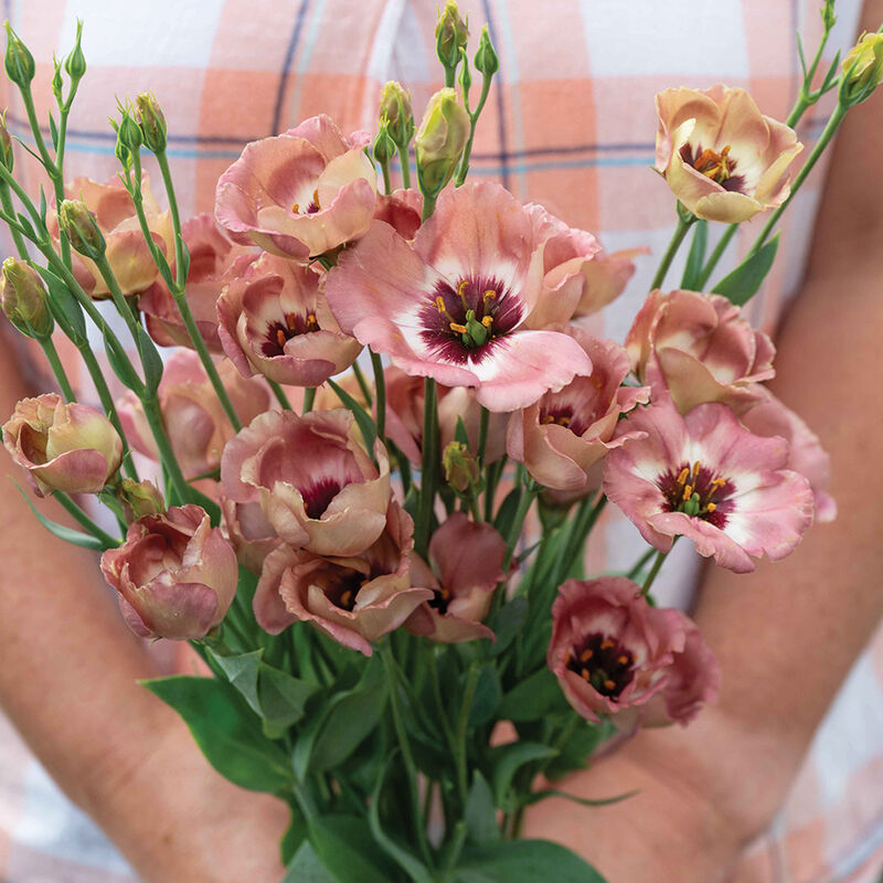 Hybrid Lisianthus- Pucchino Choco 3