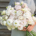Hybrid Lisianthus-Voyage 2 First Love