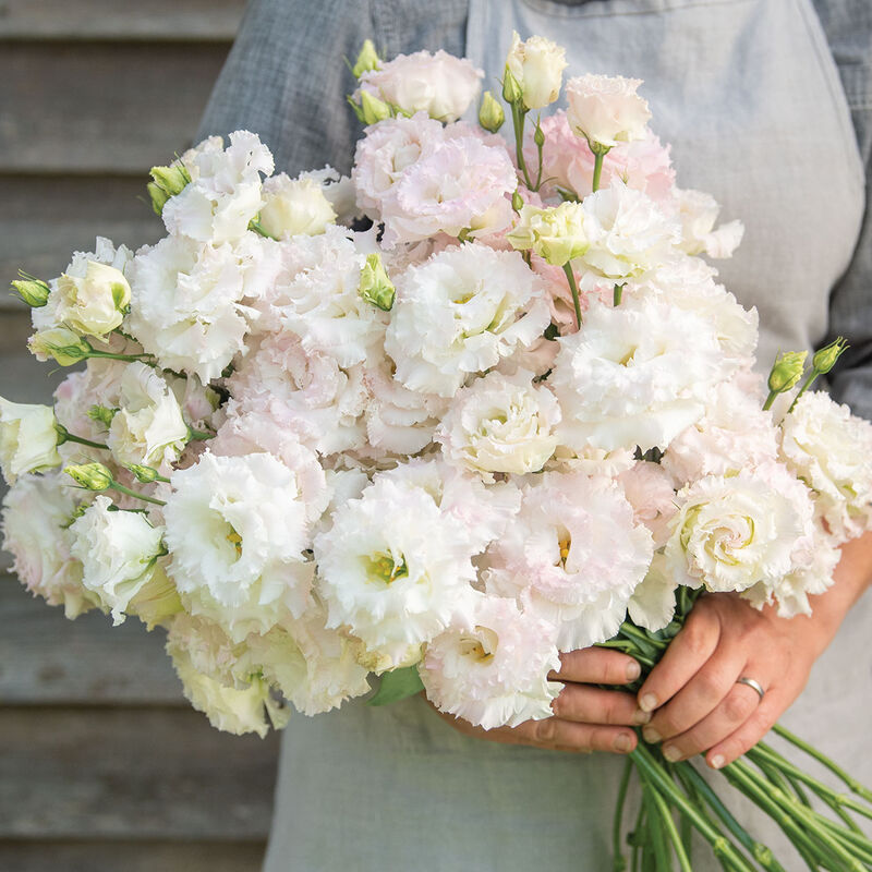Hybrid Lisianthus-Voyage 2 First Love