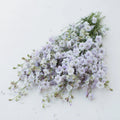 Larkspur-Smokey Eyes