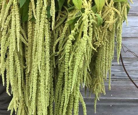 Henderson Haven Amaraunthus Emerald Tassels