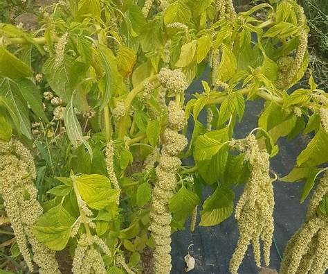 Henderson Haven Amaraunthus Emerald Tassels