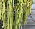 Henderson Haven Amaraunthus Emerald Tassels