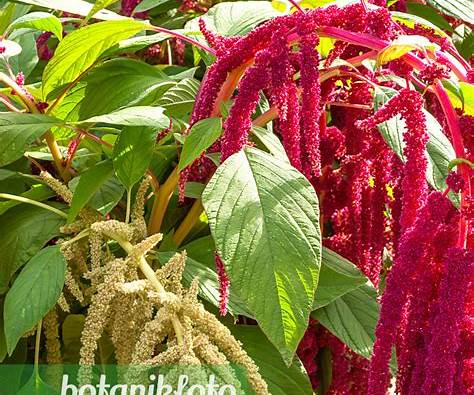 Henderson Haven Amaraunthus Love-Lies-Bleeding