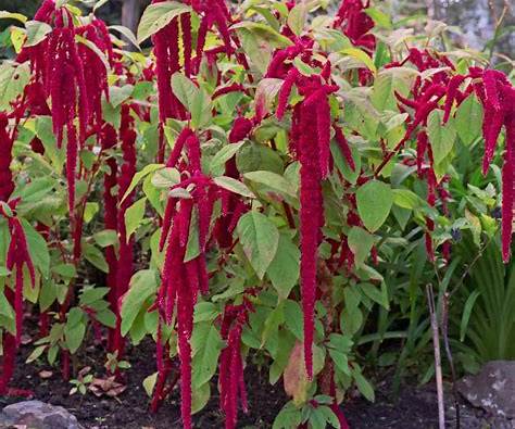 Henderson Haven Amaraunthus Love-Lies-Bleeding