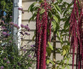 Henderson Haven Amaraunthus Love-Lies-Bleeding