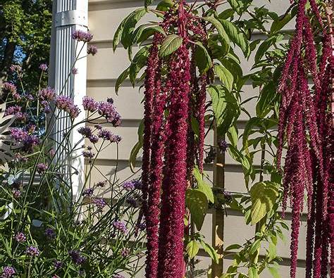 Henderson Haven Amaraunthus Love-Lies-Bleeding