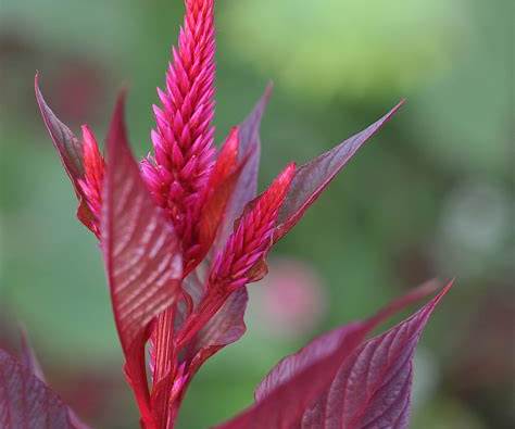 Henderson Haven Amaraunthus Red Spike