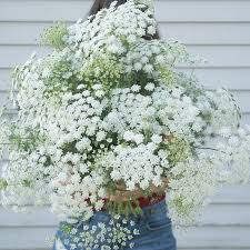 Ammi-White Dill