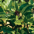Asian Cinnamon Basil