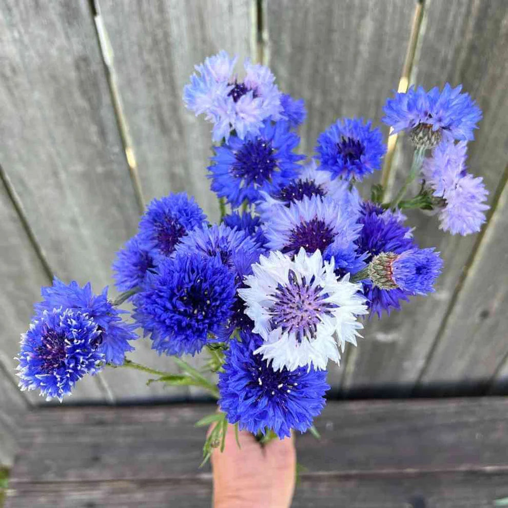Bachelor Buttons-Classic Fantastic