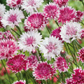 Bachelor Buttons-Classic Romantic