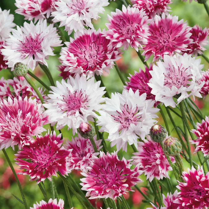 Bachelor Buttons-Classic Romantic
