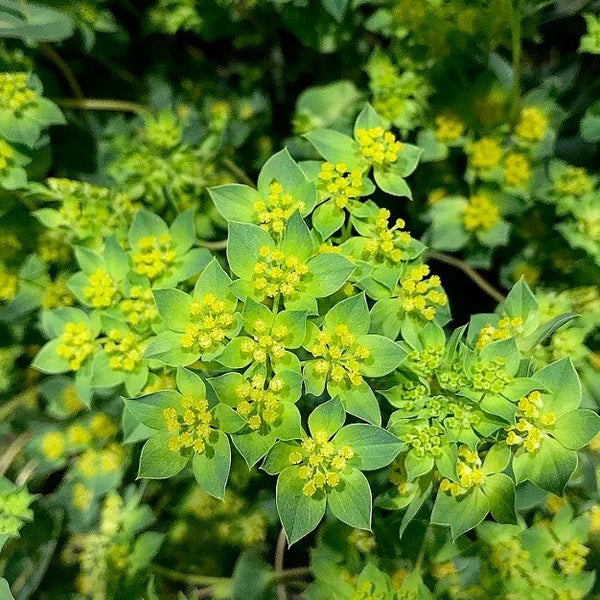 Bupleurum- Green Gold