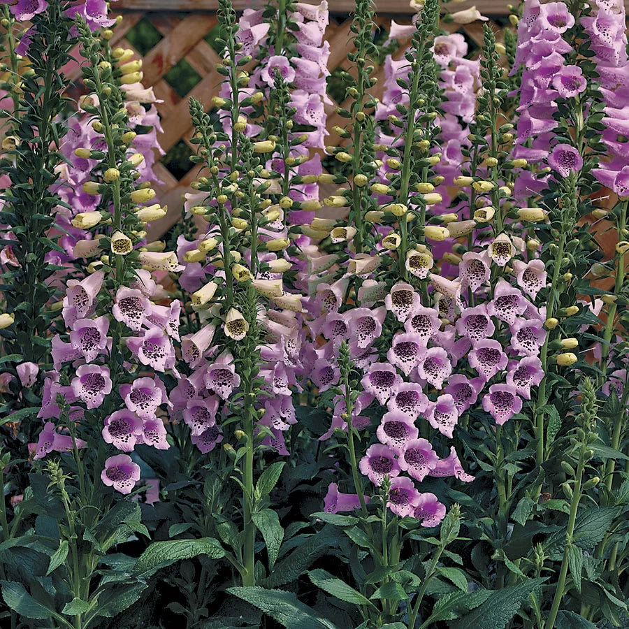 Hybrid Foxglove-Camelot Lavender