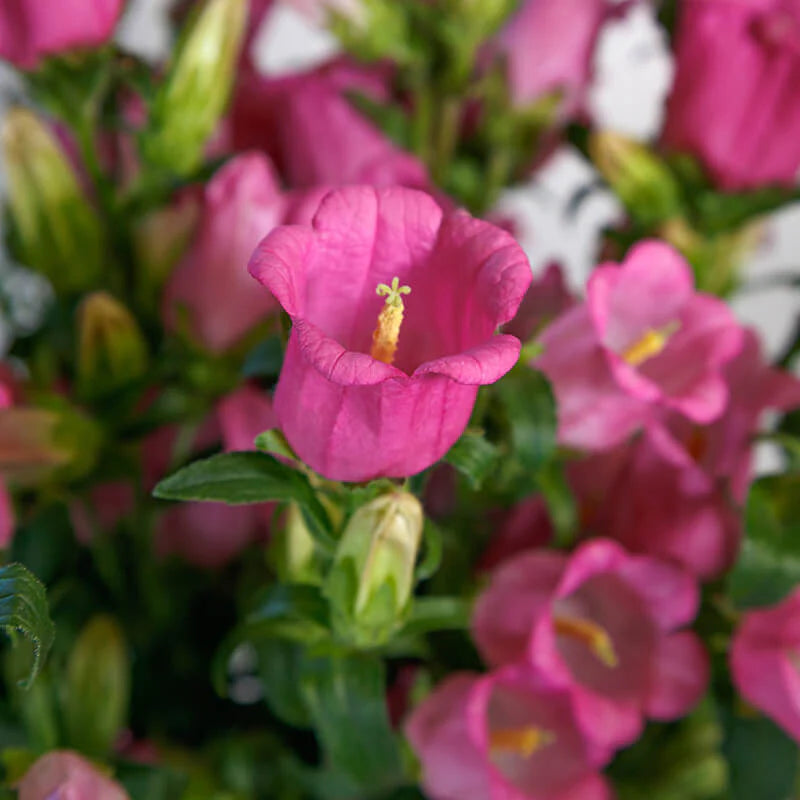 Hybrid Campanula- Champion II Rose