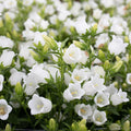 Hybrid Campanula- SC Champion II White
