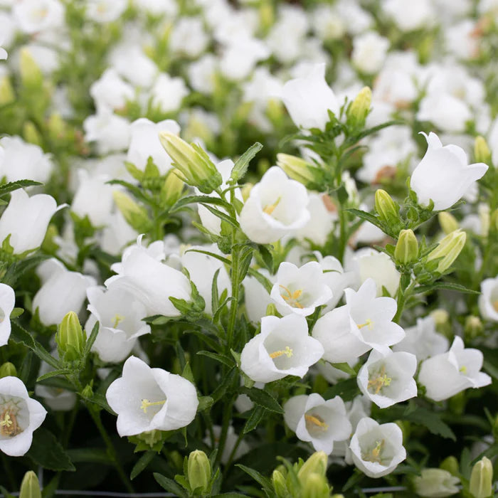 Hybrid Campanula- SC Champion II White