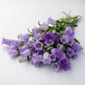 Hybrid Campanula-Champion Lavender