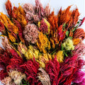 Celosia-Autumn Glow Mix