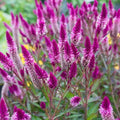 Celosia-Flamingo Feather Purple