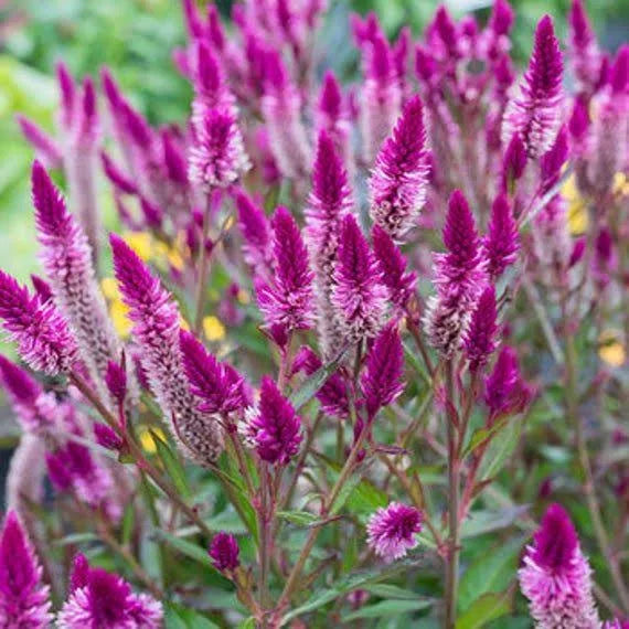 Celosia-Flamingo Feather Purple