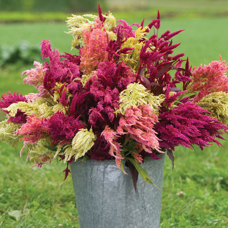 Celosia- Pampas Plume