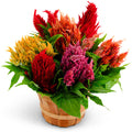Celosia-Plumosa Gloria Mix