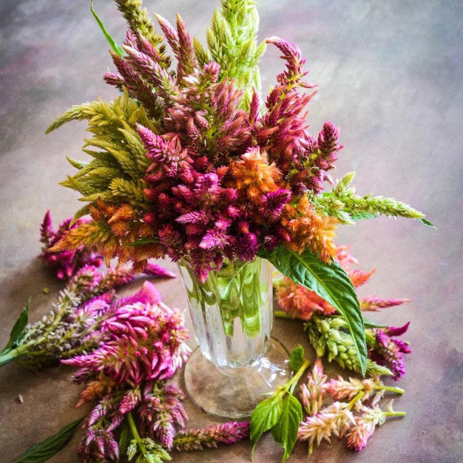 Celosia-Rainbow Sherbet