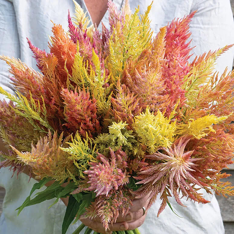Celosia-Shimmer
