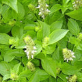 Citrus Basil-Mrs. Burns' Lemon