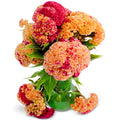 Cockscomb-Variegated