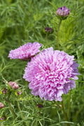 Cosmo-Double Dutch Rose