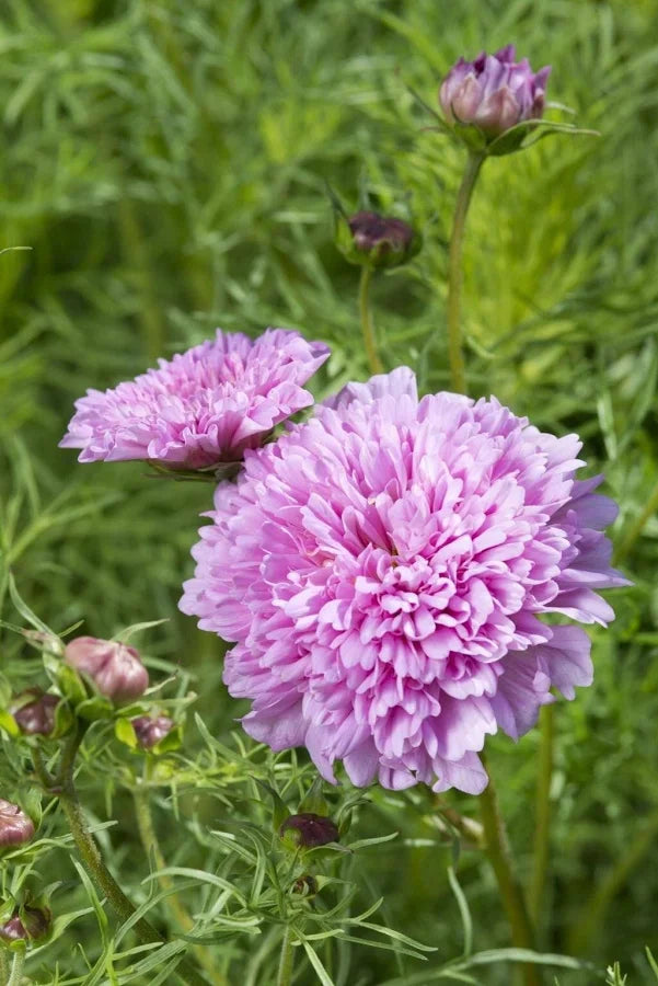 Cosmo-Double Dutch Rose