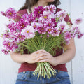 Cosmo-Fizzy Rose Picotee