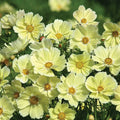 Cosmo-Xanthos